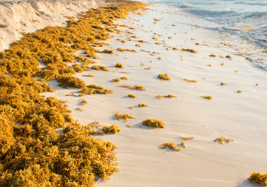 Insights into seaweed: The next big blue economy innovation? | Future ...