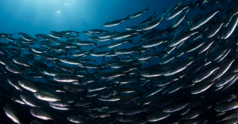 School of fish underwater image. Deep blue ocean with arched school of fish looking up at the light.